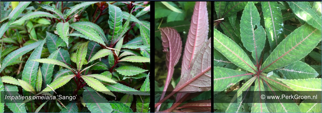 Impatiens omeiana Sango